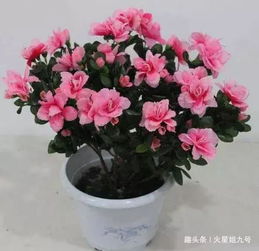 如何正确使用醋水给杜鹃花浇水？揭秘最佳比例！