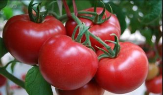 番茄生锈病症状揭秘