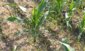 下雨天打不打农药？