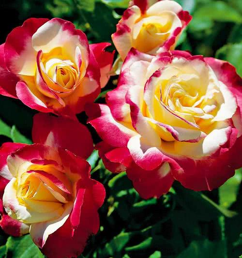 红双喜月季花的花瓣颜色和香味揭秘