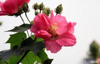 抗日战争中的芙蓉花