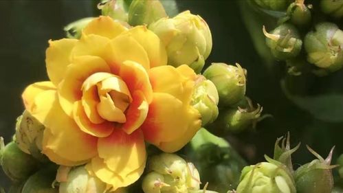 长寿花控光期间， 要密切观察