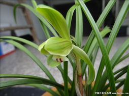 养兰花， 你得用心