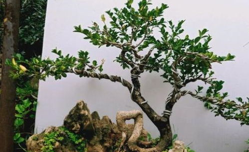 小黄杨后来啊时间揭秘