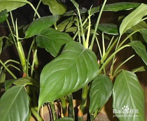 广东万年青种植技巧，如何提高成活率