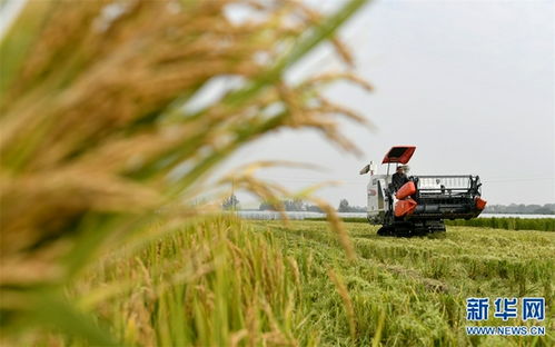 省城温室生姜套种豇豆技术成功，探索高效种植模式