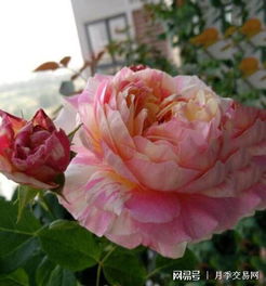 月季发笋的蕞佳时机揭秘