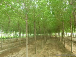 苗圃：城市绿色的守护者