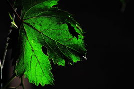 植物在夜间光合作用之谜