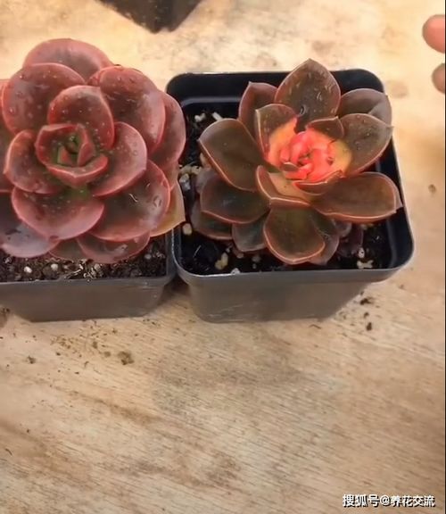 白菊多肉，为何如此珍贵
