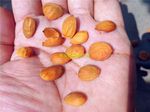 桃树籽播种小指南：从种子到苗的成长历程