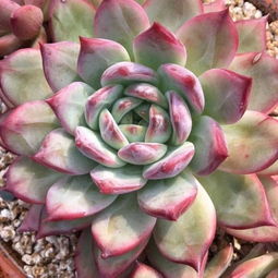 先说说换盆那事儿