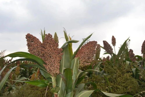 花篮麦穗，寓意丰收