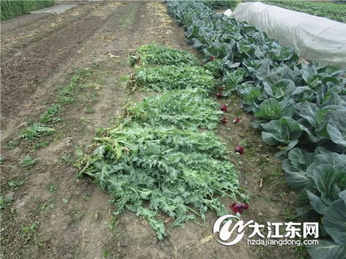 揭秘植物界的奥秘：植株与花卉