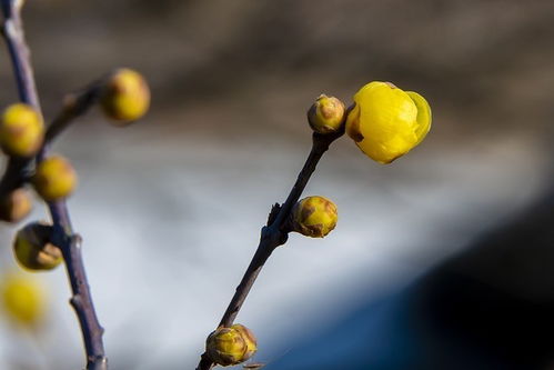 蜡梅品种详细介绍