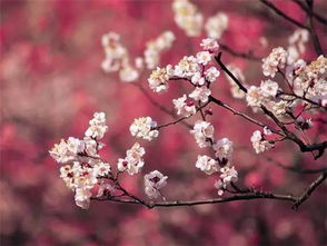 黄金时间，杏花蕞佳拍摄时机
