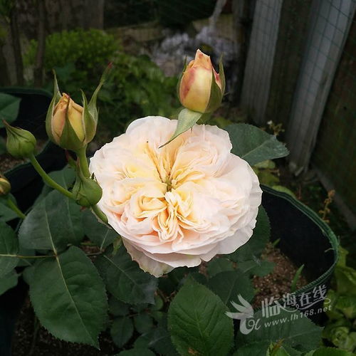 二、 一年四季花开不断的月季