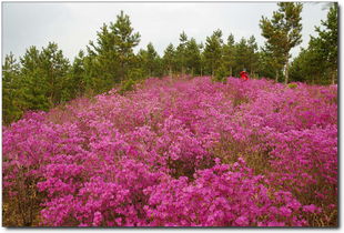 兴安杜鹃：北国的红宝石