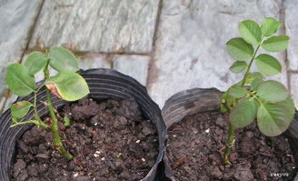 5. 压条繁殖：柔软枝条，容易生根