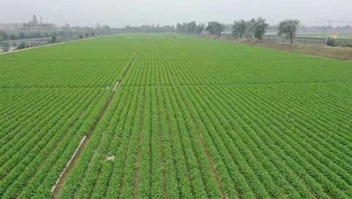 关键发现：物理治理初期成本高18%，但五年后累计净收益反超化学治理298%。