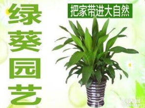 香蕉种植首选肥料，花卉园艺必备！