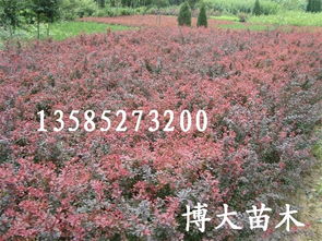 红叶灌木树种是指秋季叶色变红，常用于园林绿化和观赏的灌木类植物
