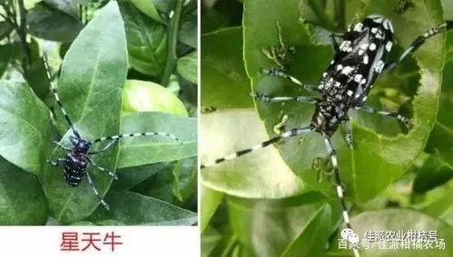 2. 吡丙醚