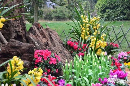 寻找中国蕞大的花馆：种类繁多的花海世界