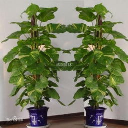 绿色养护， 让生命持续绽放