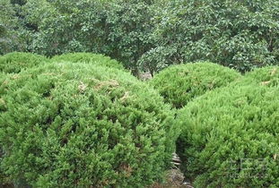 龙柏球的形态特征