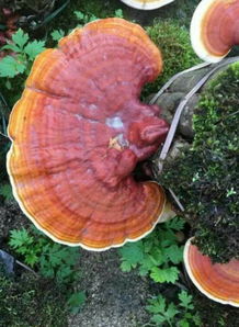 室内养殖灵芝的“功效”与“作用”