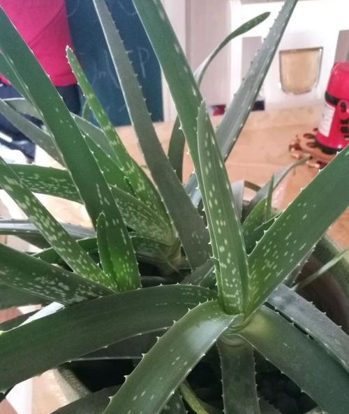 夏季花卉养护速效技巧：湿粮处理，快速焕发生机！