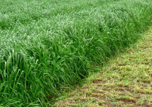 一年生黑麦草的播种技巧