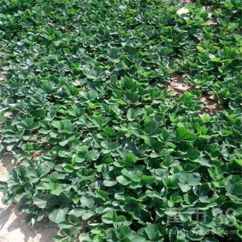 多菌灵的内吸作用与使用时机