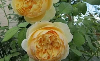 月季的耐寒小秘密