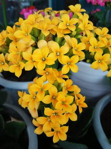 长寿花换盆后如何避免黄叶倒伏？