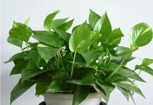 光照不足， 绿萝“晒晒太阳”