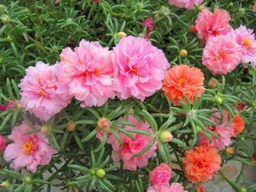 太阳花：耐旱、 易养活，手残党的福音