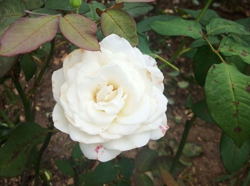 程远惇现场示范月季枝条扦插