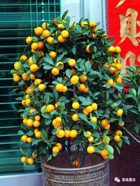 金桔花语探秘，财富花海揭秘！