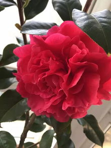 室内茶花浇水：如何掌握浇水量