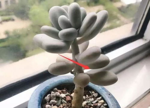 冬美人白美人如何养护才能绽放光彩