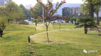 夏季公园里的耐晒植物大盘点