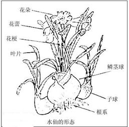 雕刻水仙球，如何巧妙拆分