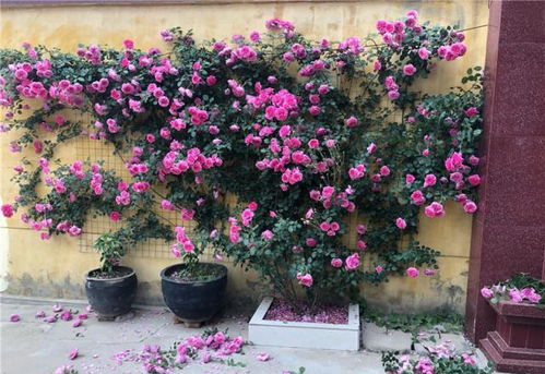 春季花后修剪攻略：月季复花全靠剪