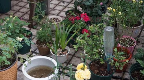 堪天养花， 事半功倍