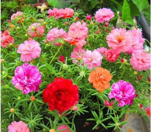 花开满园，心情美美！