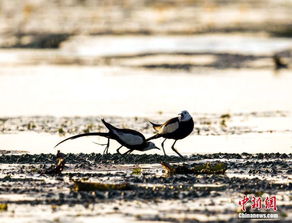 夏日里的水下森林， 植物的绿色交响乐
