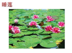 东北耐寒荷花与睡莲的不同之处大揭秘