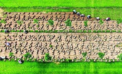 山东东营试验田的数据对比